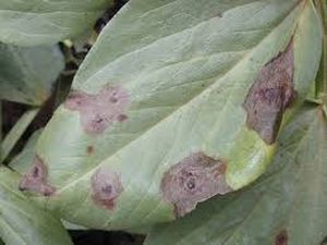 uploads/images/disease/Leaf spot of cluster beans.jpg